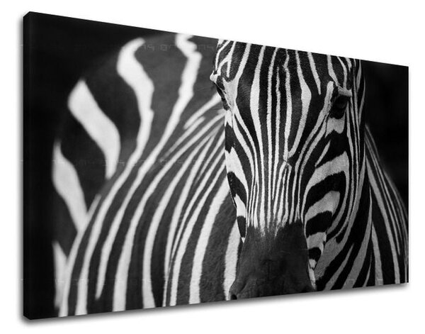 Tablou de perete ANIMALE - 20x30 cm