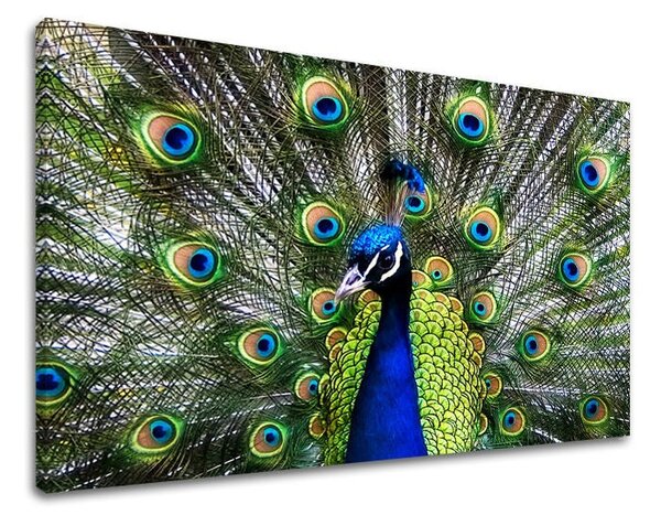 Tablou de perete ANIMALE - 20x30 cm