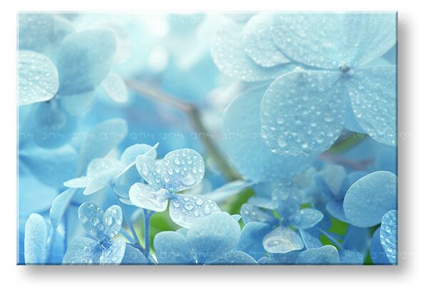 Tablou de perete BLUE FLOWERS_152-11 - 20x30 cm