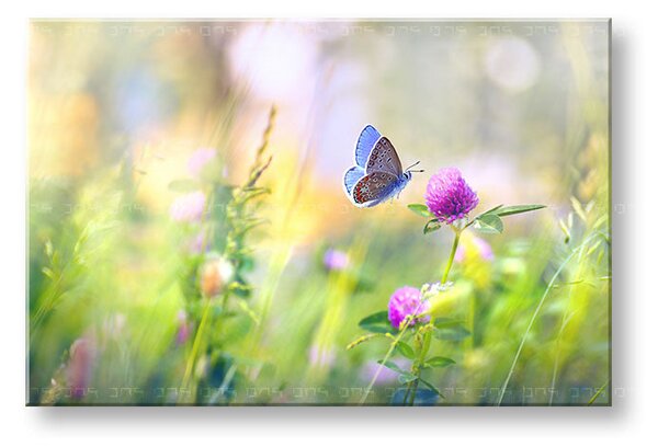 Tablou de perete COLORFUL FLOWERS_161-11 - 20x30 cm