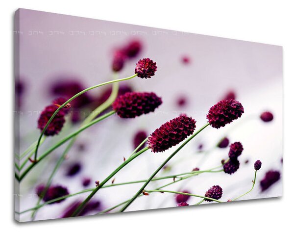 Tablou de perete FLORI - 20x30 cm