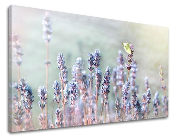 Tablou de perete FLORI - 20x30 cm