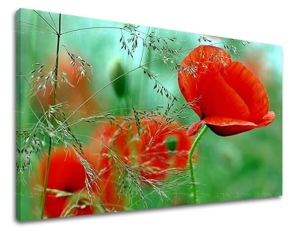 Tablou de perete FLORI MAKY - 20x30 cm