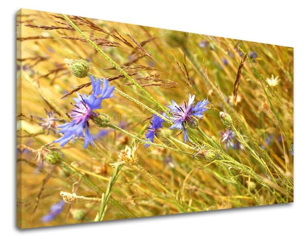 Tablou de perete FLORI - 20x30 cm