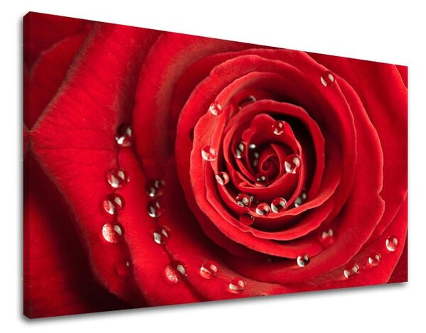 Tablou de perete FLORI OF ROSES - 20x30 cm