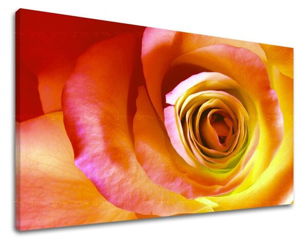 Tablou de perete FLORI OF ROSES - 20x30 cm