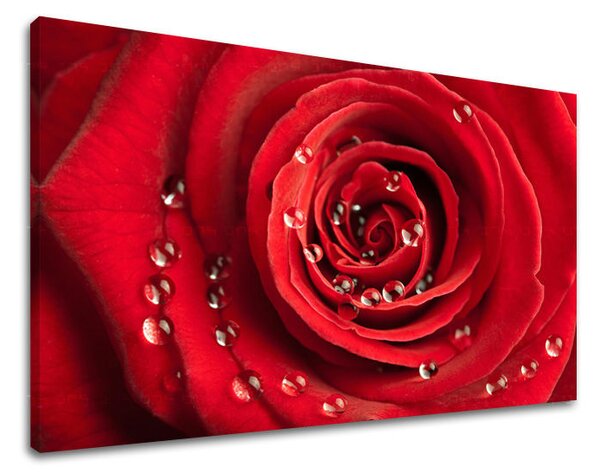 Tablou de perete FLORI OF ROSES - 20x30 cm