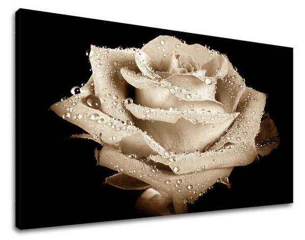 Tablou de perete FLORI OF ROSES - 20x30 cm