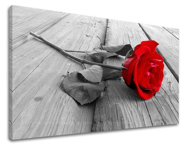 Tablou de perete FLORI OF ROSES - 20x30 cm