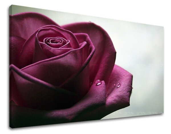 Tablou de perete FLORI OF ROSES - 20x30 cm