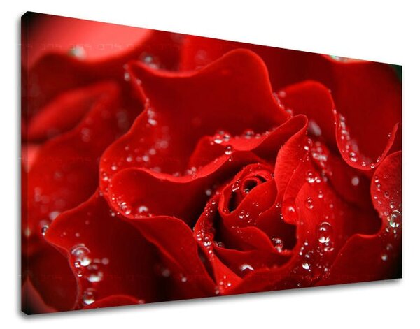 Tablou de perete FLORI OF ROSES - 20x30 cm