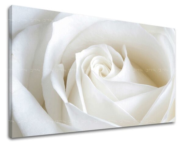 Tablou de perete FLORI OF ROSES - 20x30 cm