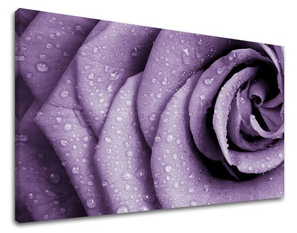 Tablou de perete FLORI OF ROSES - 20x30 cm