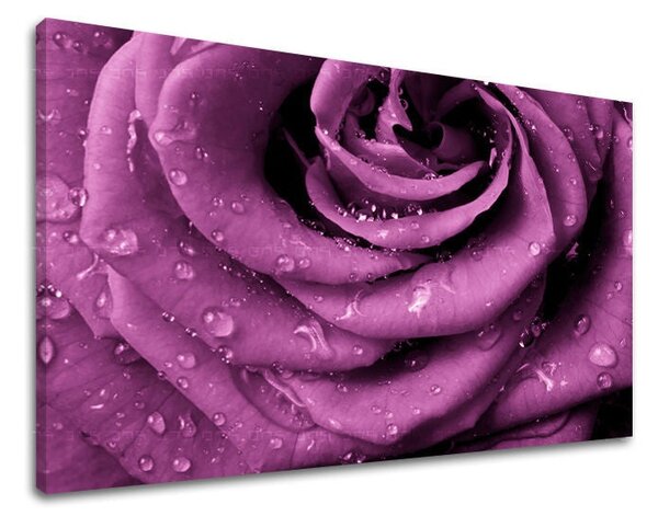 Tablou de perete FLORI OF ROSES - 20x30 cm