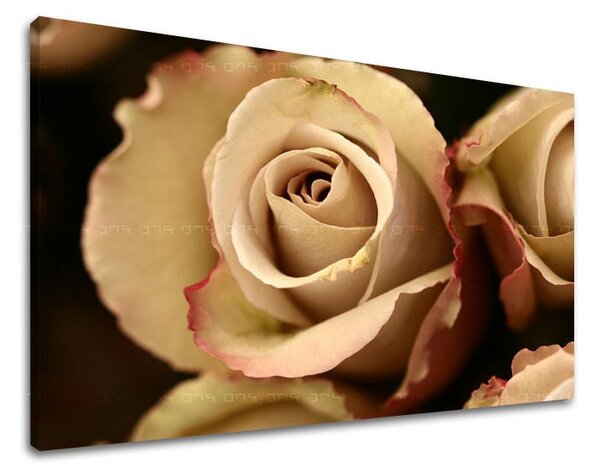 Tablou de perete FLORI OF ROSES - 20x30 cm