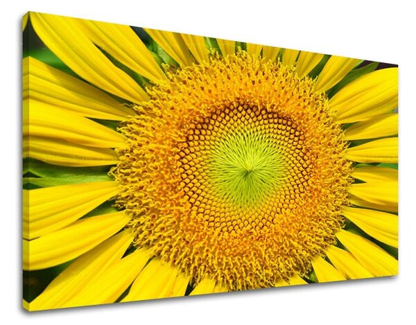 Tablou de perete FLORI SUNflowers - 20x30 cm
