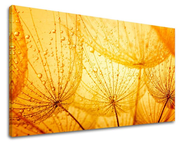 Tablou de perete FLORI PÚPAVA - 20x30 cm