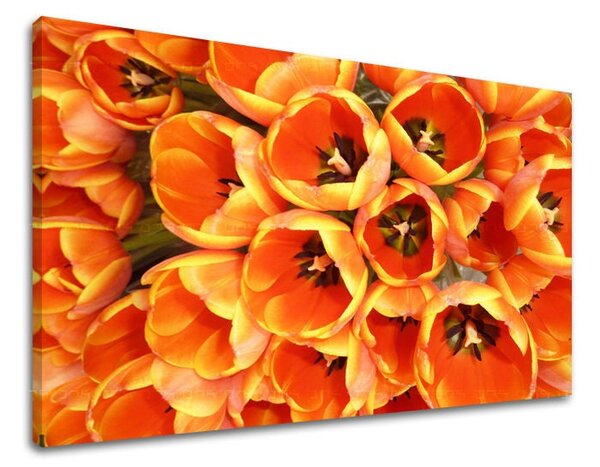 Tablou de perete FLORI TULIPÁNY - 20x30 cm