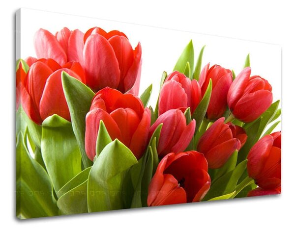 Tablou de perete FLORI TULIPANS - 20x30 cm