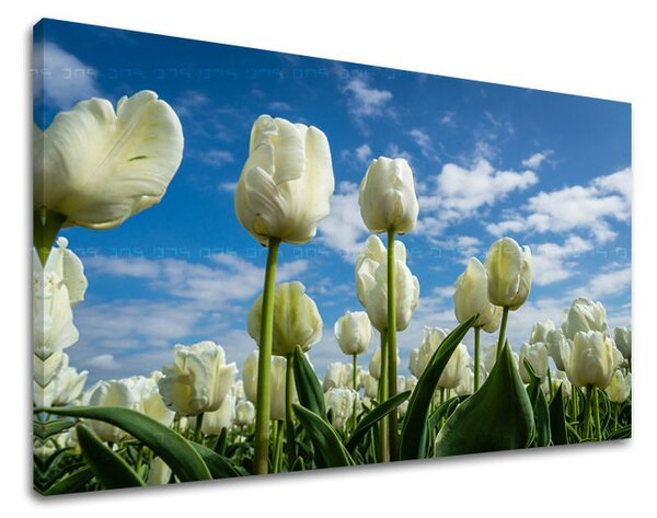 Tablou de perete FLORI TULIPANS - 20x30 cm