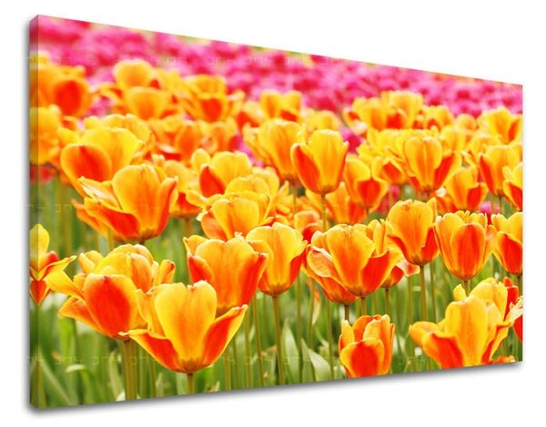 Tablou de perete FLORI TULIPÁNY - 20x30 cm