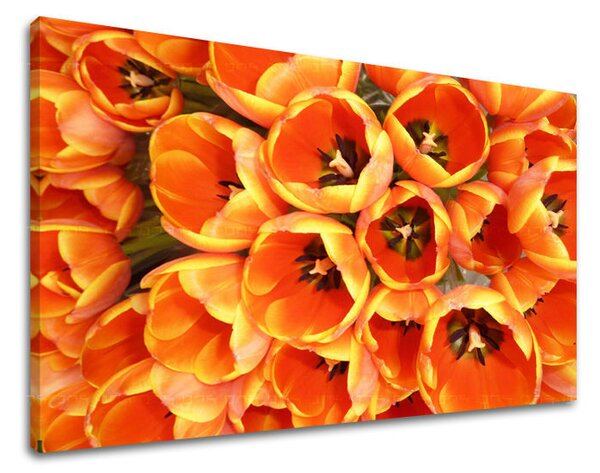 Tablou de perete FLORI TULIPÁNY - 20x30 cm