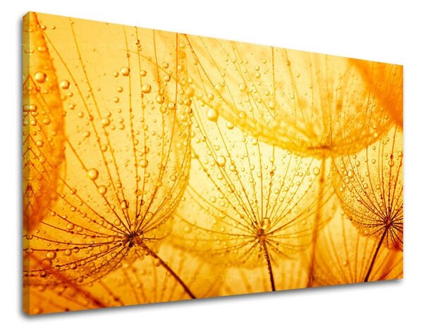 Tablou de perete FLORI PÚPAVA - 20x30 cm