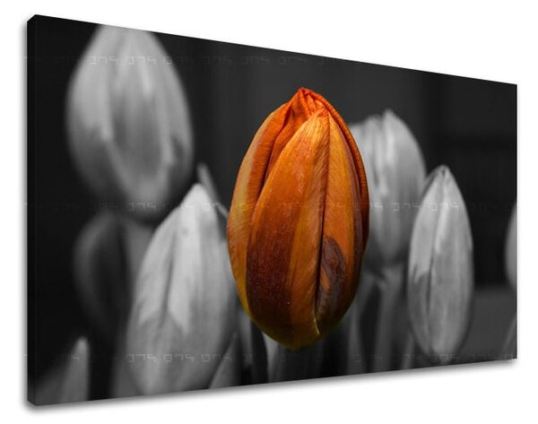 Tablou de perete FLORI TULIPANS - 20x30 cm
