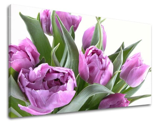Tablou de perete FLORI TULIPANS - 20x30 cm