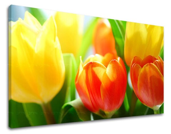 Tablou de perete FLORI TULIPANS - 20x30 cm