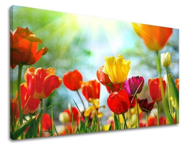 Tablou de perete FLORI TULIPANS - 20x30 cm