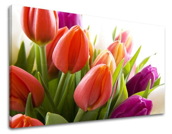 Tablou de perete FLORI TULIPANS - 20x30 cm