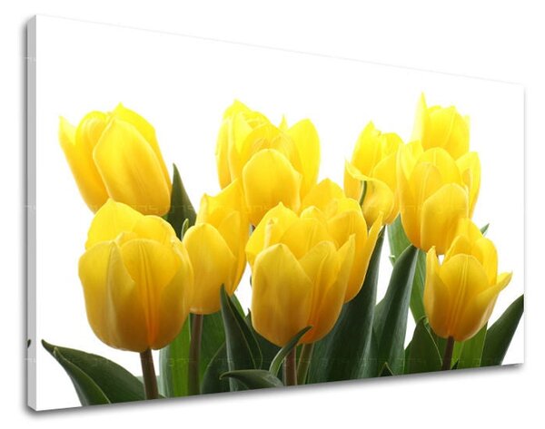 Tablou de perete FLORI TULIPANS - 20x30 cm