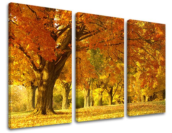 Tablou de perete în 3 părți ARBORI - 60x40 cm