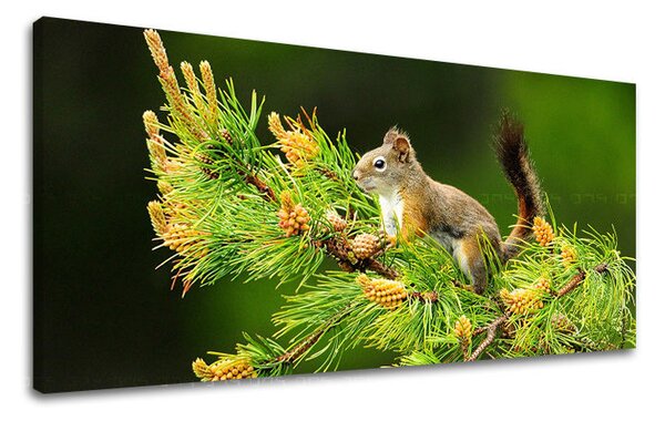 Tablou de perete PANORAMA ANIMALE - 30x60 cm