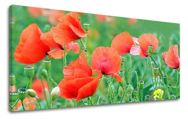 Tablou de perete PANORAMA FLORI - 30x60 cm