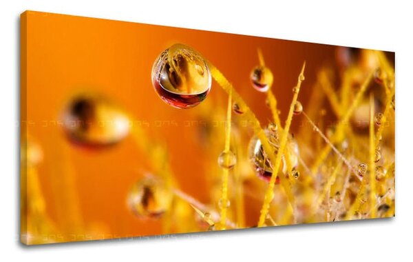 Tablou de perete PANORAMA PLANTS - 30x60 cm
