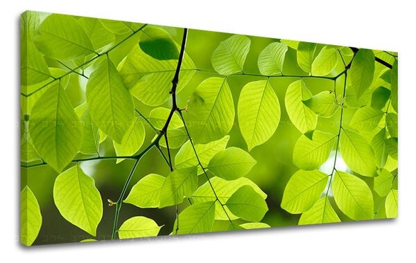 Tablou de perete PANORAMA PLANTS - 30x60 cm