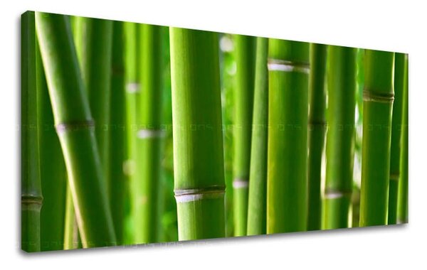 Tablou de perete PANORAMA PLANTS - 30x60 cm