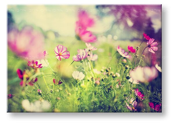 Tablou de perete PINK FLOWERS_165-11 - 20x30 cm