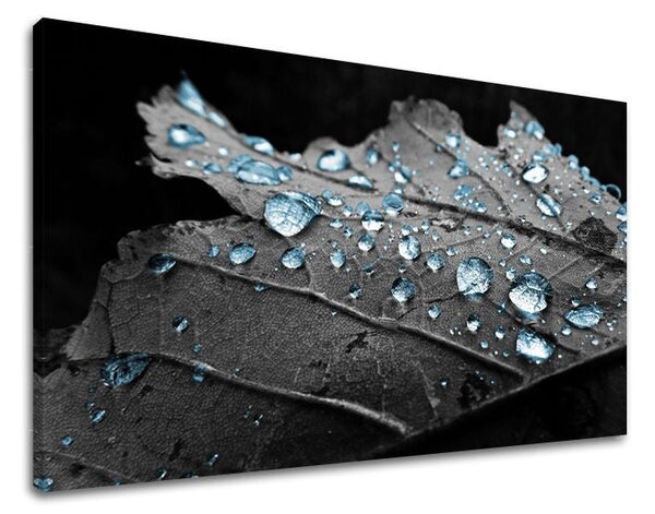 Tablou de perete PLANTE - 20x30 cm