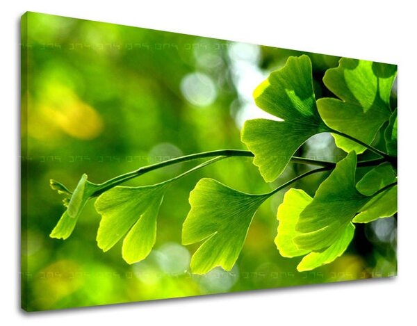 Tablou de perete PLANTE - 20x30 cm