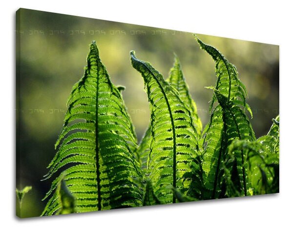 Tablou de perete PLANTE - 20x30 cm