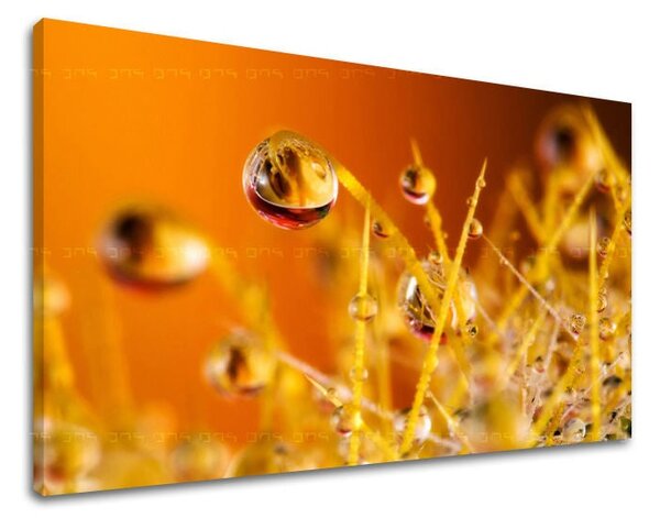 Tablou de perete PLANTE - 20x30 cm