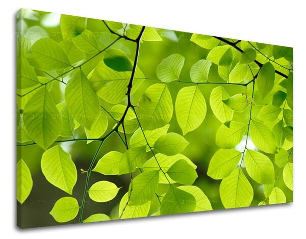 Tablou de perete PLANTE - 20x30 cm