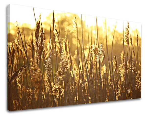 Tablou de perete PLANTE - 20x30 cm