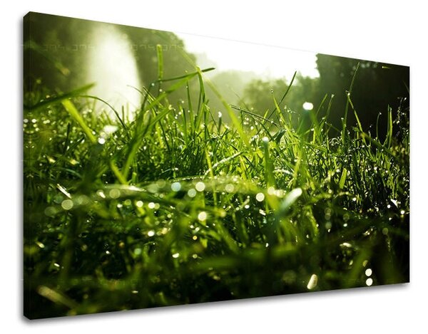 Tablou de perete PLANTE - 20x30 cm