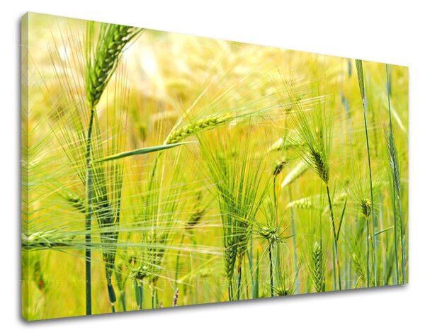 Tablou de perete PLANTE - 20x30 cm