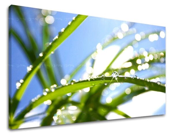 Tablou de perete PLANTE - 20x30 cm