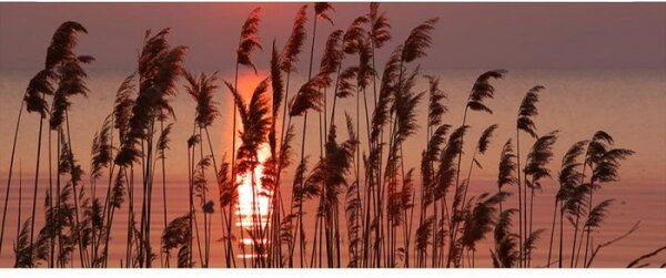 Fototapet panoramic vlies cu stuf pe lac 375 x 150 cm